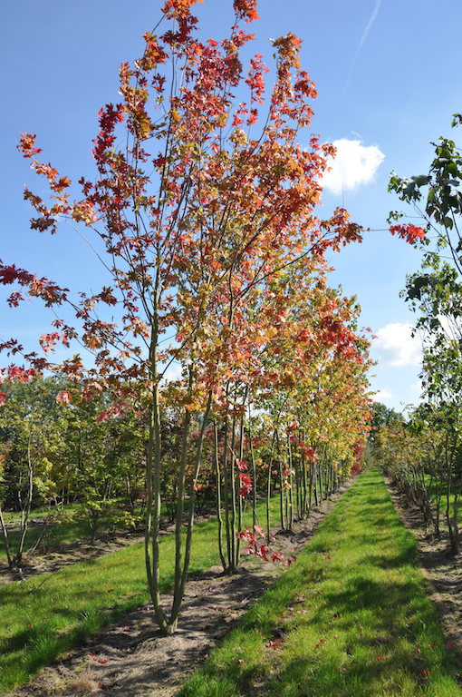 acer-freemanii-autumn-blaze-meerstammig_6-copy