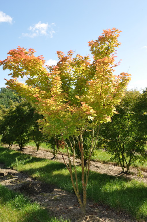 acer-palmatum-sangokaku-3-copy