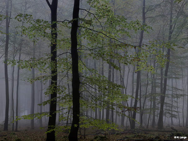 forest in Germany