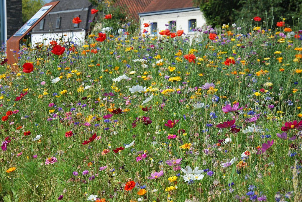 Advanta gazon graminées résistant aux rigueurs climatiques semences de graminées jardin jardinage plantation astuces trucs climat CG Concept Annuaire 2020