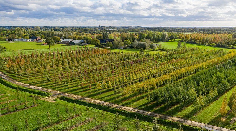 Pépinière Ebben climat environnement TreeEbb encyclopédie jardinage changement climatique arbres zone urbaine CG Concept Annuaire 2020