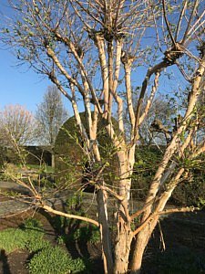 heptacodium micoionides bomen CG Concept Annuaire 2020