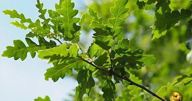 Quercus cerris Marvellous Udenhout-trees CG Concept Annuaire 2020 chêne chevelu chêne de Turquie cultivar feuilles arbres verts plantes espaces verts jardins parcs