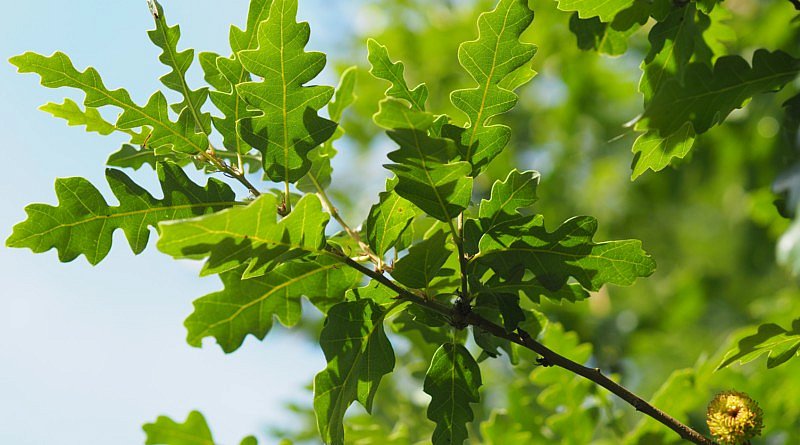 Quercus cerris Marvellous Udenhout-trees CG Concept Annuaire 2020 chêne chevelu chêne de Turquie cultivar feuilles arbres verts plantes espaces verts jardins parcs