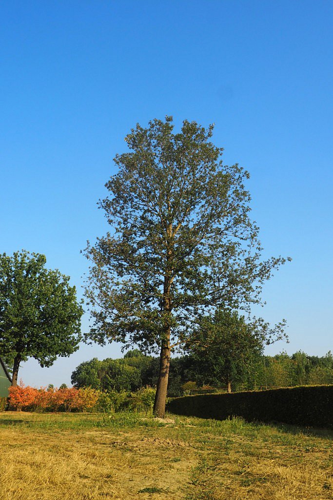 Quercus cerris Marvellous Udenhout-trees CG Concept Annuaire 2020 chêne chevelu chêne de Turquie cultivar feuilles arbres verts plantes espaces verts jardins parcs