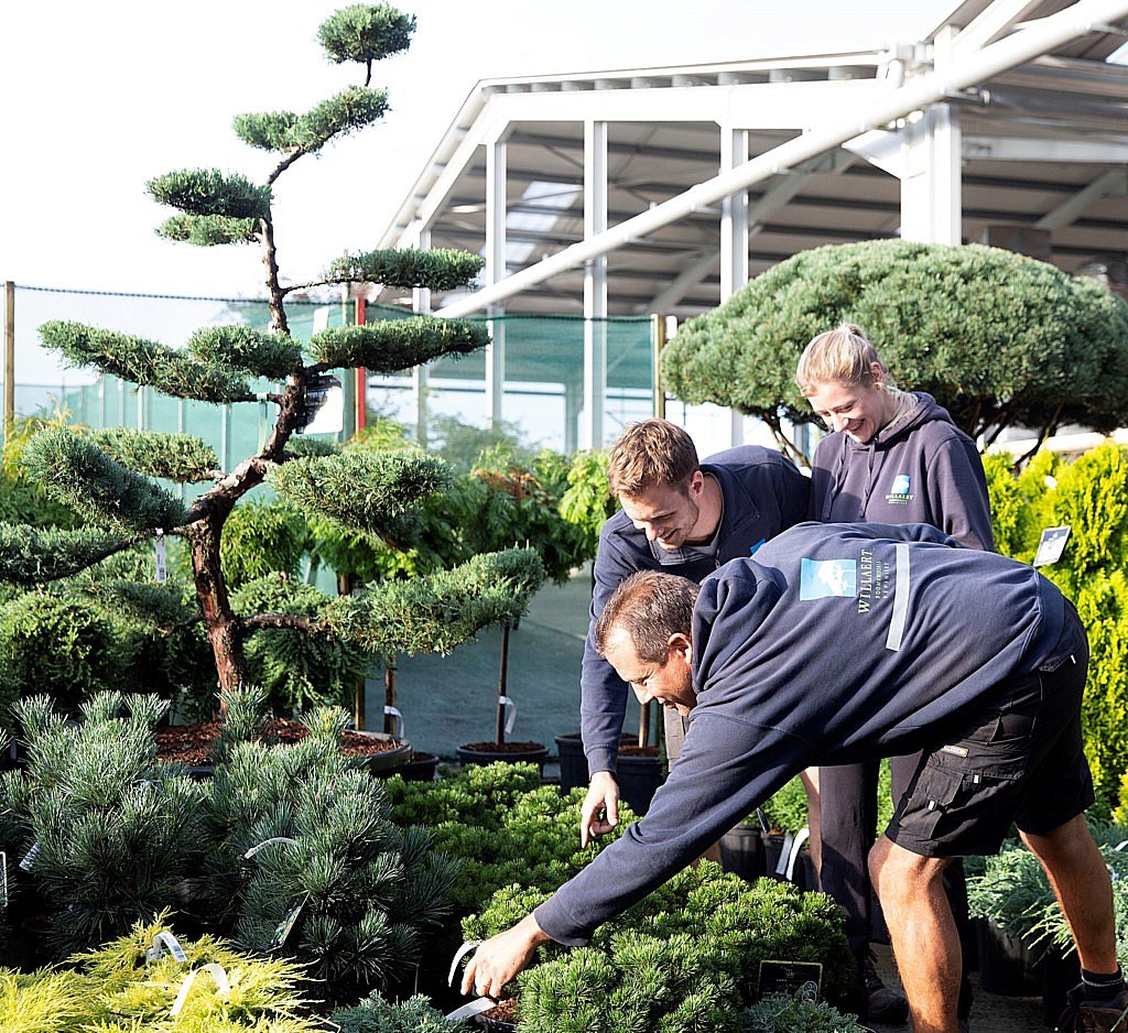 Pépinière Willaert plantes secteur espaces verts Els Willaert entreprise familiale jardin tendances cash & carry aménagement jardinerie durabilité CG Concept Annuaire 2020