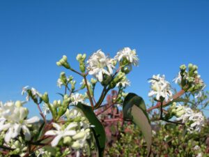 heptacodium micoionides bomen CG Concept Annuaire 2020