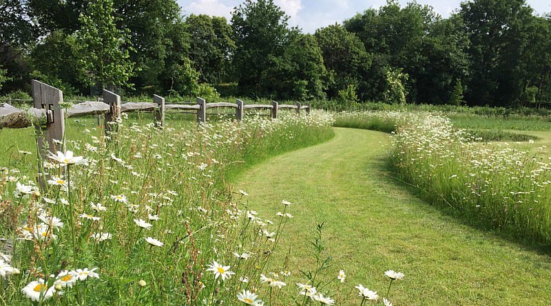 BT Bloementapijten tapis de fleurs prêts à poser fleuris sauvages biodiversité climat jardin CG Concept Annuaire 2020