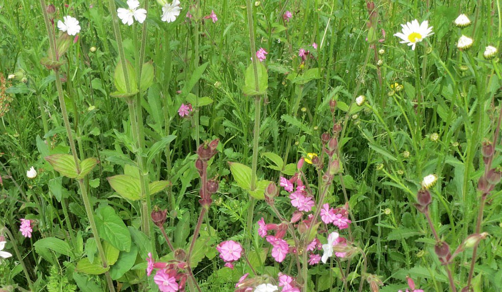 BT Bloementapijten tapis de fleurs  prêts à poser fleuris sauvages biodiversité climat jardin CG Concept Annuaire 2020