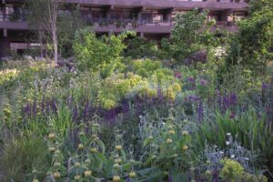 CG Concept Natuurlijke tuinen_nigel dunnett piet oudolf concepts créations plantations naturaliste architecture paysagistes jardins vert