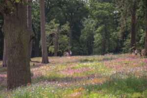 CG Concept Natuurlijke tuinen_nigel dunnett piet oudolf concepts créations plantations naturaliste architecture paysagistes jardins vert