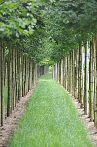 CG Concept est une revue spécialisée pour le secteur vert en Belgique. Dans l'Annuaire 2021, nous visitons la pépinière De Bruyn. Lisez ici plus à propos les arbres de la pépinière.