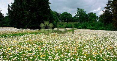 Chacun sait à quel point la biodiversité est indispensable à la vie. Les prairies fleuries y contribuent et sont précisément la spécialité de l’architecte paysagiste Frank Adriaenssens de l'entreprise BT-Bloementapijten.