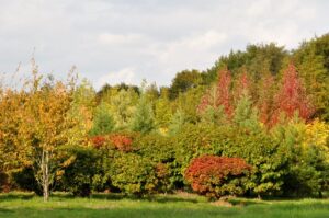 CG Concept est une revue spécialisée pour le secteur vert en Belgique. Dans l'Annuaire 2021, nous visitons la pépinière De Bruyn. Lisez ici plus à propos les arbres de la pépinière.