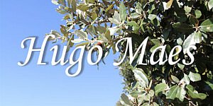 Pépinière plantes vivaces Hugo Maes