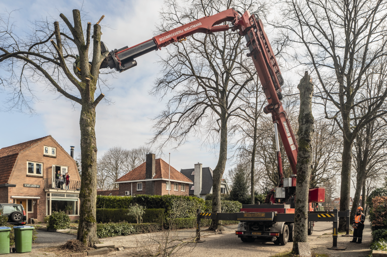 À lire dans le CG Annuaire 2021 : Boomrooierij Weijtmans, LE spécialiste de l'abattage et du démontage d'arbres.