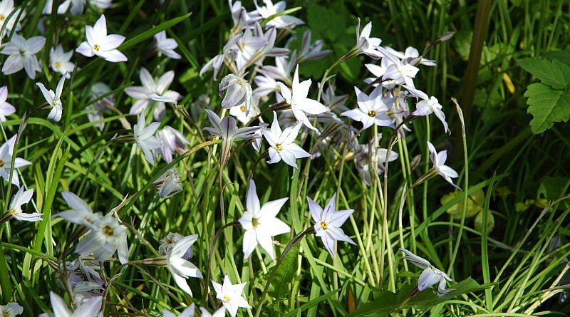 CG Concept annuaire 201 : bulbes à fleurs et le changement climatique