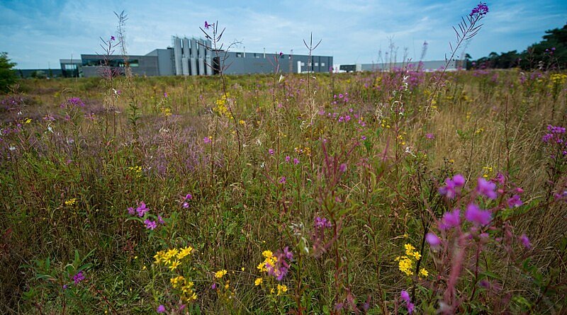 CG Concept: Plus de biodiversité sur les terrains de nos entreprises