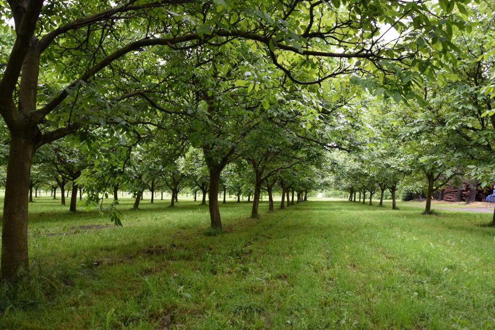 Noix et noisettes: un arbre à noix dans votre cour!