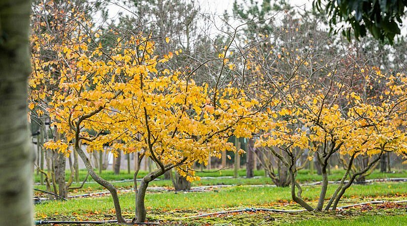 Pépinières Mentens - 105 ha de cultures de plein air gérées avec passion, jour après jour!