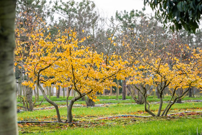 Pépinières Mentens - 105 ha de cultures de plein air gérées avec passion, jour après jour!