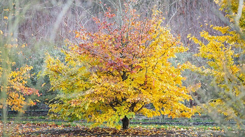 Pépinières Mentens - 105 ha de cultures de plein air gérées avec passion, jour après jour!