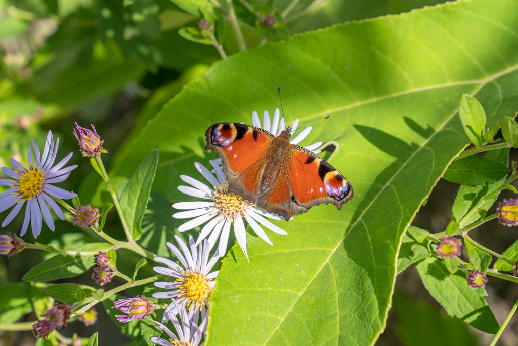 Les Pépinières Ebben dévoile un jardin de toiture rénové