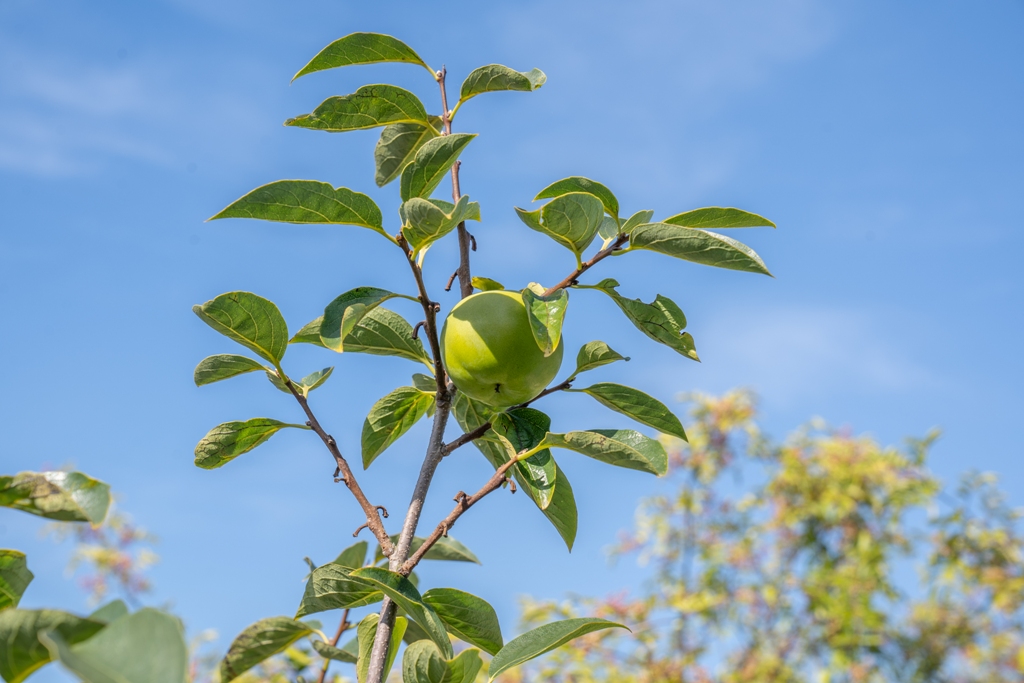 Les Pépinières Ebben dévoile un jardin de toiture rénové