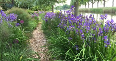 «La bonne plante au bon endroit », telle est la philosophie de base de la coopérative de création de jardins De Bloeimeesters. La beauté d’un concept en apparence aussi simple est qu’il requiert beaucoup de compétences et permet parallèlement de résoudre de nombreux problèmes de jardinage.