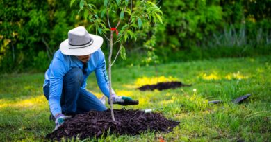 man in blue long sleeve shirt planting a tree