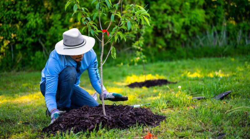 man in blue long sleeve shirt planting a tree