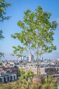 Un toit vert modulaire, réalisé sur la toiture existante, avec une grande diversité de plantes vivaces et d’arbres, fait office de pôle de biodiversité.