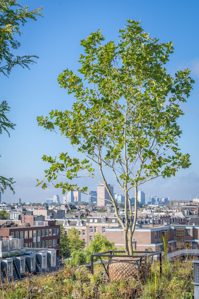 Un toit vert modulaire, réalisé sur la toiture existante, avec une grande diversité de
plantes vivaces et d’arbres, fait office de pôle de biodiversité.