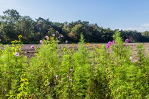 La biodiversité, un avenir pour l'homme, l'environnement et... votre entreprise de jardinage