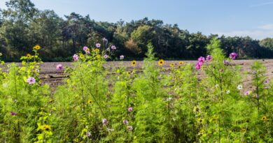 La biodiversité, un avenir pour l'homme, l'environnement et... votre entreprise de jardinage