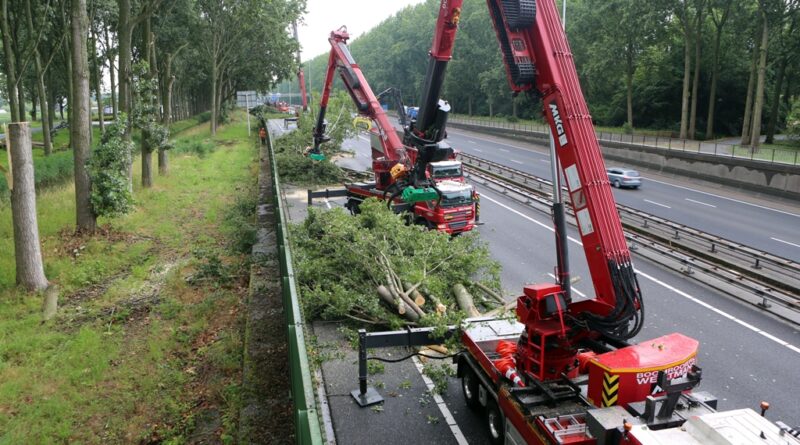 Boomrooierij Weijtmans : L'abattage et le démontage d'arbres