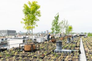 Rooftop Revolution mise sur les toits verts multifonctionnels et biodiversifiés