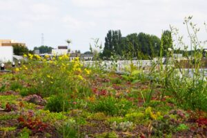 Rooftop Revolution mise sur les toits verts multifonctionnels et biodiversifiés