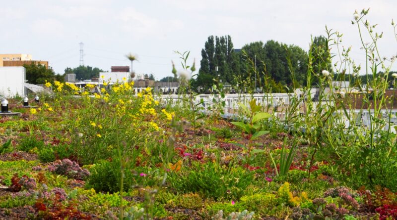 Rooftop Revolution mise sur les toits verts multifonctionnels et biodiversifiés