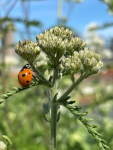 Rooftop Revolution mise sur les toits verts multifonctionnels et biodiversifiés