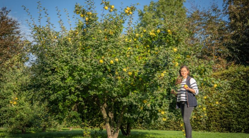 Pépinière Ebben : Le succès grandissant de l'arbre fruitier