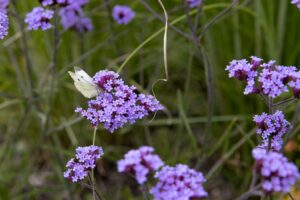 Développement durable de la végétation qui nous entoure