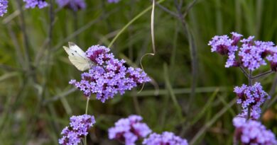 Développement durable de la végétation qui nous entoure