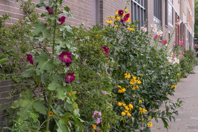 Jardin de façade : vert, convivial et résistant au climat