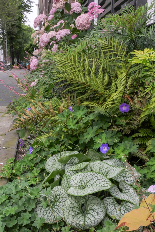 Jardin de façade : vert, convivial et résistant au climat