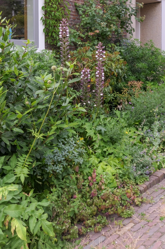 Jardin de façade : vert, convivial et résistant au climat