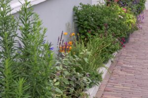 Jardin de façade : vert, convivial et résistant au climat