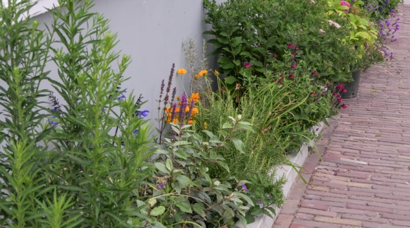 Jardin de façade : vert, convivial et résistant au climat