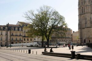 Les arbres dans nos villes ont de plus en plus de difficultés à survivre quand solitaires.