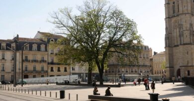 Les arbres dans nos villes ont de plus en plus de difficultés à survivre quand solitaires.